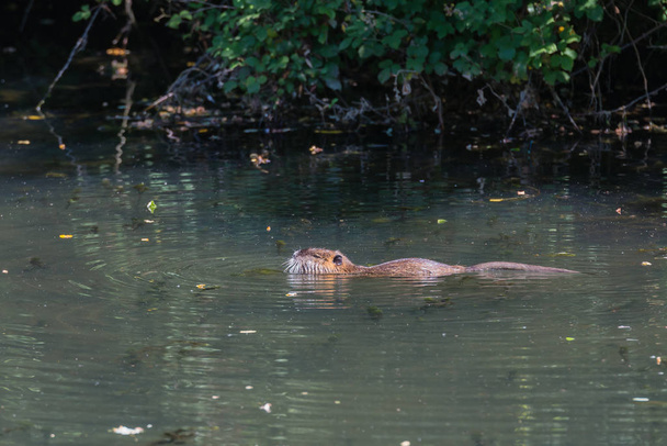a beaver in a creek - Φωτογραφία, εικόνα