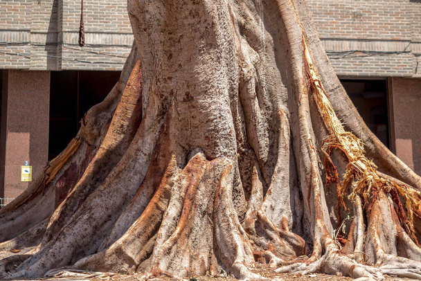 radice di legno albero millenario gigante
 - Foto, immagini