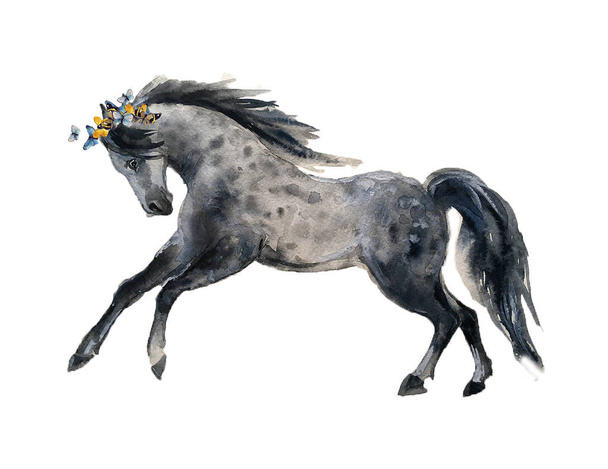 Watercolor horse o the white background - Photo, Image