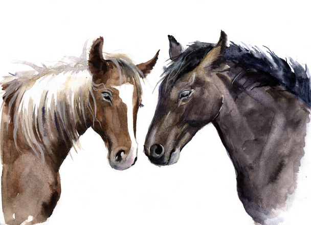 Watercolor cute horses on the white background - Photo, Image
