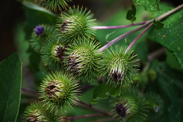 Buds of the great burdock arctium lappa in summer - Foto, afbeelding