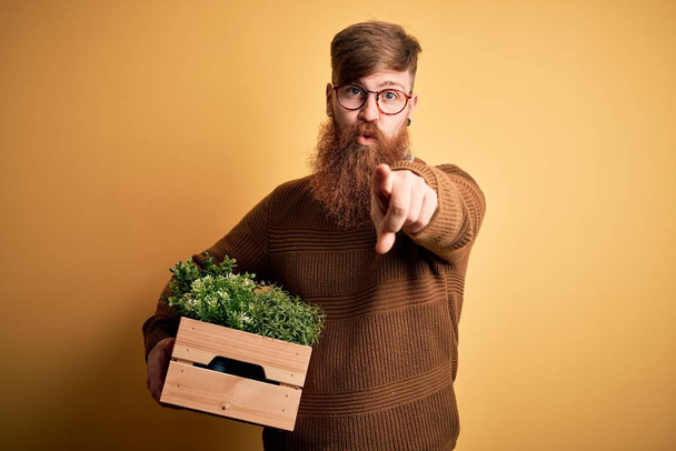 Uomo irlandese rossa con barba che tiene scatola di legno con piante fresche su sfondo giallo che punta con il dito alla fotocamera e a te, segno della mano, gesto positivo e fiducioso dalla parte anteriore
 - Foto, immagini