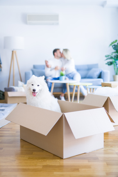 Joven hermosa pareja con perro besándose sentado en el sofá en el nuevo hogar alrededor de cajas de cartón
 - Foto, Imagen