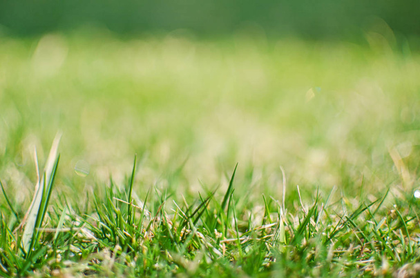 Fresca hierba verde jugosa para el verano
  - Foto, imagen
