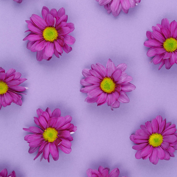 Kwiat tło różowy chryzantema flora koncepcja - Zdjęcie, obraz