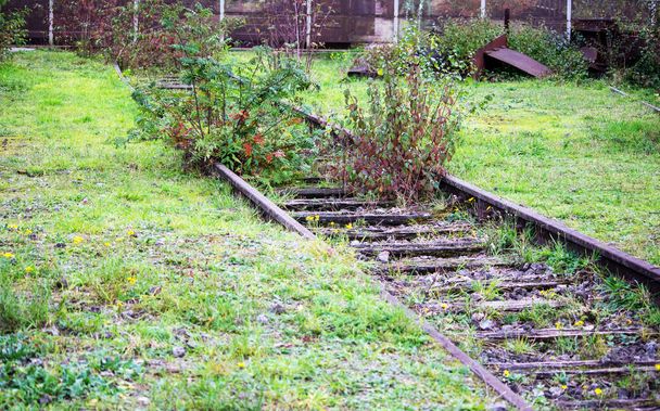 heroverd door de natuur, rode dogwood, gewone en echte wormvaren op een oude spoorweg. Dryopteris filix-mas en cornus sanguinea. - Foto, afbeelding
