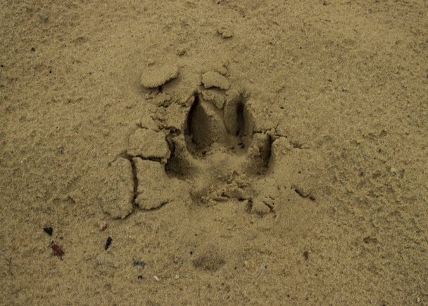 Hunde- oder Wolfsspur oder Fußabdruck auf dem nassen Sand. Tierspuren am Boden - Foto, Bild