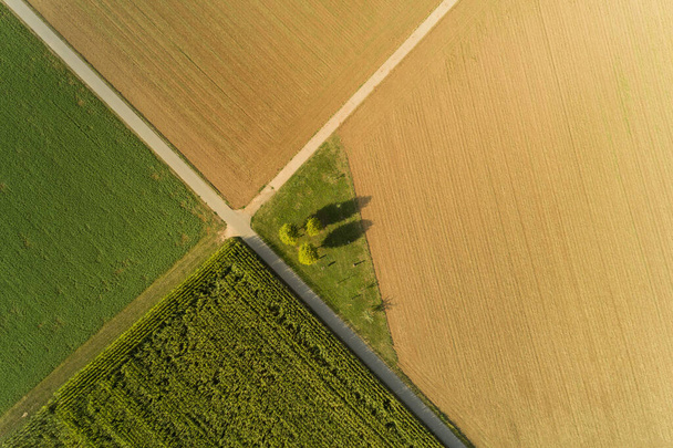 bird view of maize fields in summer - Φωτογραφία, εικόνα