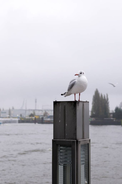 Чайка в гавани. Гамбург, Германия - Фото, изображение