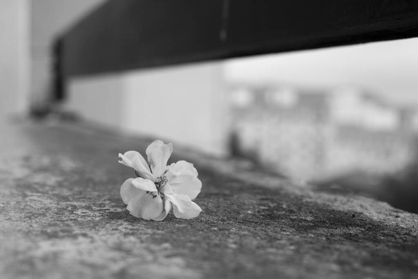bloem op asfalt oppervlak, zwart-wit - Foto, afbeelding