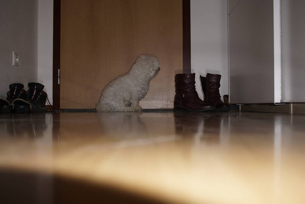 muotokuva valkoinen pieni koira kotona - Valokuva, kuva