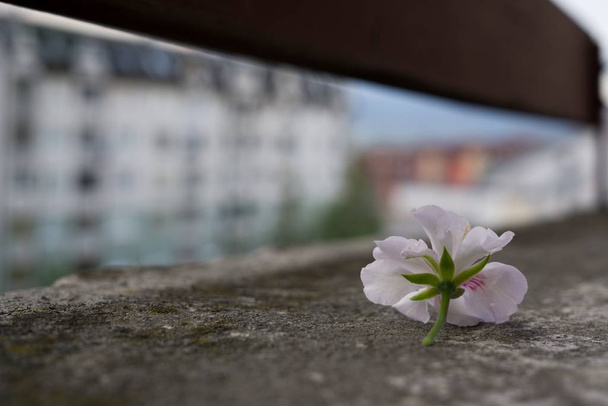 fleur rose sur asphalte, gros plan - Photo, image