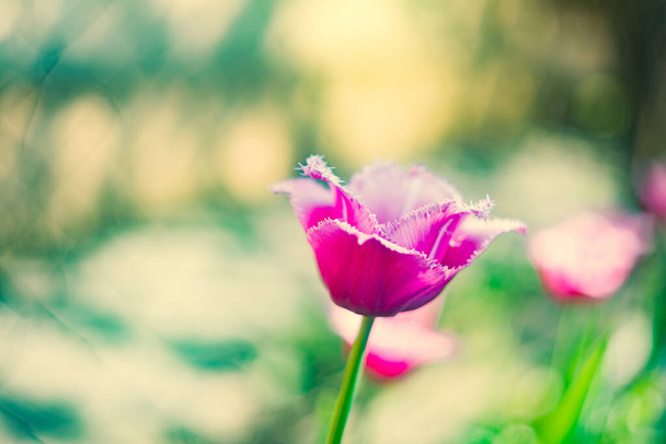Vaaleanpunainen tulppaani kasvaa keväällä maahan, käsite kevätloma 8 maaliskuu
. - Valokuva, kuva