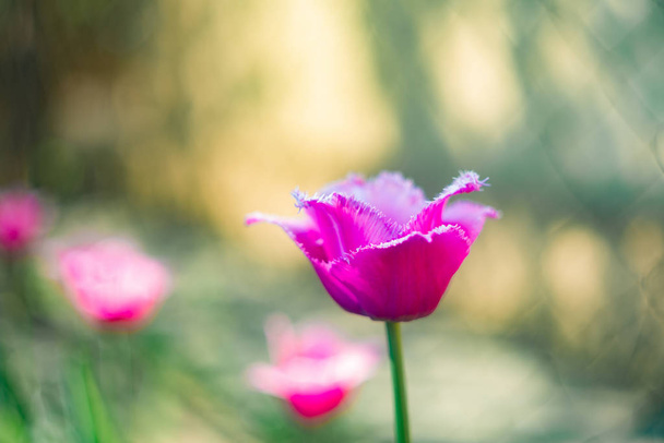 Ряд розового тюльпана растет на плантации, концепция весеннего праздника 8 марта
. - Фото, изображение