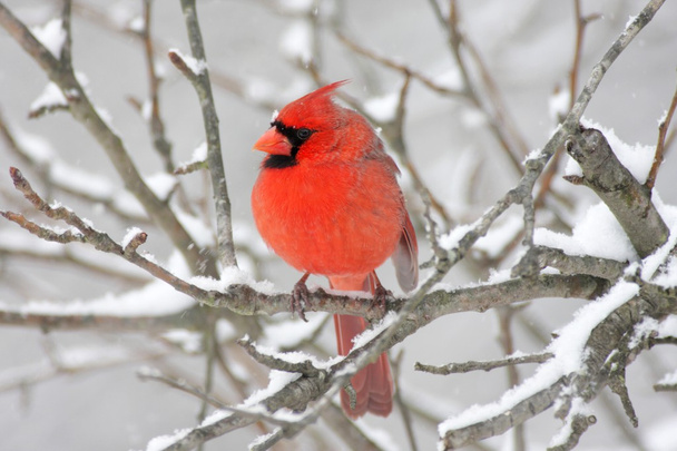 Kardinal im Schnee - Foto, Bild