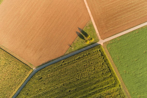 Bird view of maize fields in summertime - Fotoğraf, Görsel