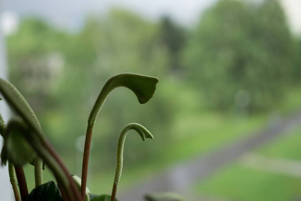 зеленые стебли горшечного растения, крупным планом - Фото, изображение