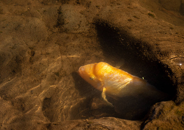 Midas Chiclid kala piilossa reikä lattiassa
 - Valokuva, kuva