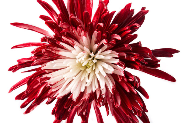 flor vermelha e branca - Foto, Imagem