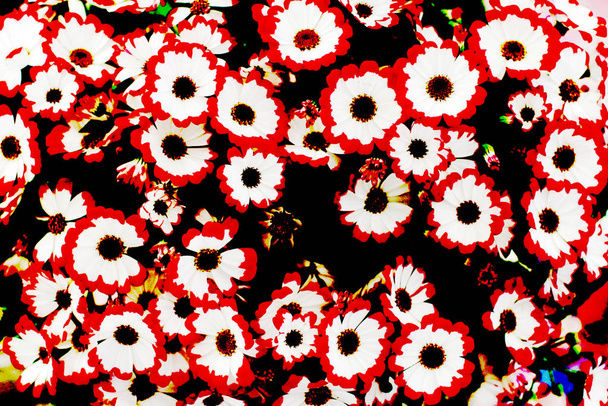 Gänseblümchen mit weißen und roten Blütenblättern - Foto, Bild