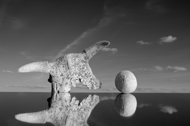 inek kafatası ve taş konsepti üzerine yansıtma - Fotoğraf, Görsel