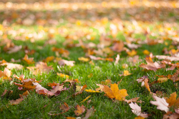 many fallen leaves on grass background - Zdjęcie, obraz