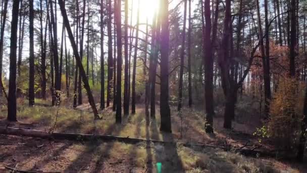 Bewegung von einer Höhenantenne entlang im wunderschönen Herbst Kiefernwald während des abendlichen Sonnenuntergangs. 4k Drohnenaufnahmen. - Filmmaterial, Video