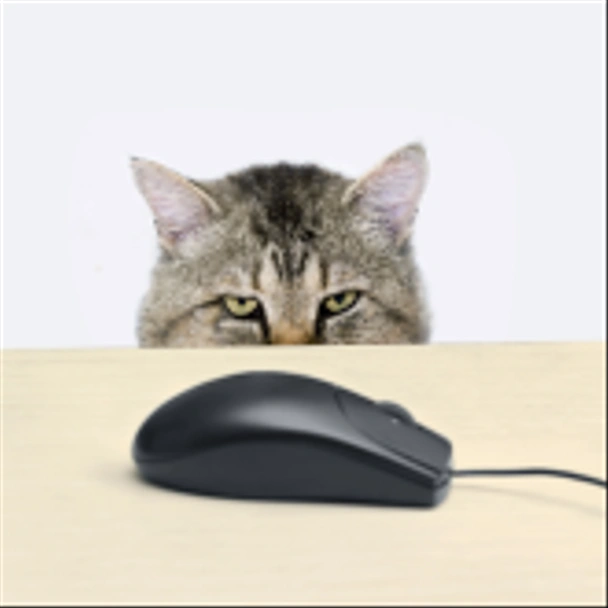 γάτα κυνηγάει ένα ποντίκι υπολογιστών - Φωτογραφία, εικόνα