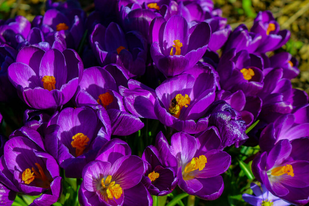paljon violetti krookus kukkia keväällä
 - Valokuva, kuva