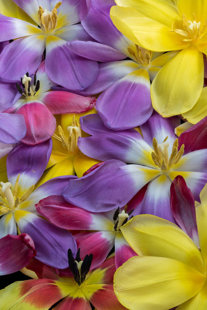 φωτεινά και ζωντανά ανοιχτά άνθη τουλίπας, μακριά από ένα κρεβάτι με πέταλα - Φωτογραφία, εικόνα
