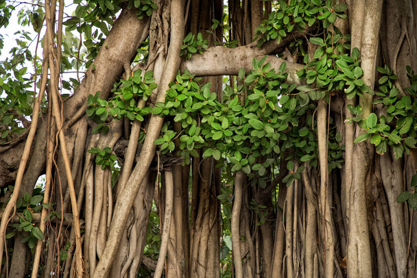 Close up tropical tree trunk with branches and roots in Bangkok, Thailand - Foto, Imagem