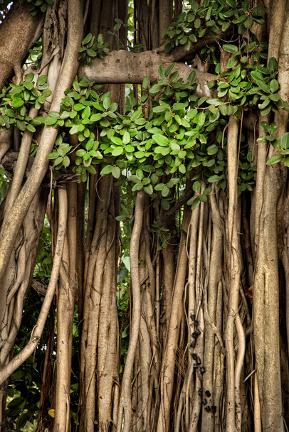 Close up tropical tree trunk with branches and roots in Bangkok, Thailand - Valokuva, kuva