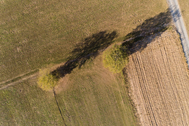 bird view of trees between fields - Foto, Imagem