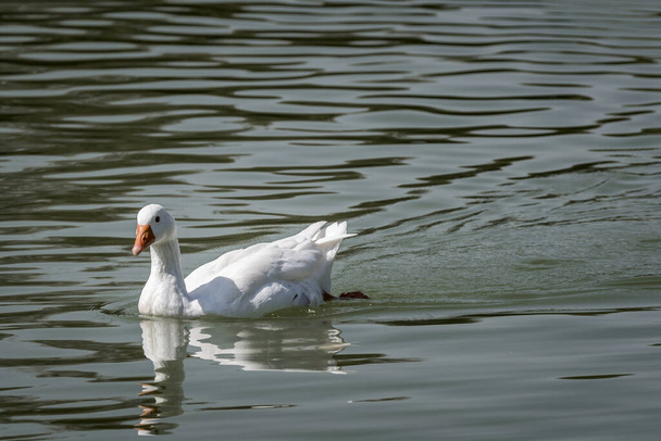 Polvoranca parkında yaban ördekleri ve ördekler - Fotoğraf, Görsel