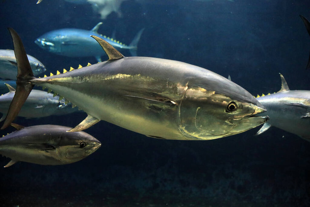 Тихоокеанский голубой тунец (Thunnus orientalis) в Японии
 - Фото, изображение