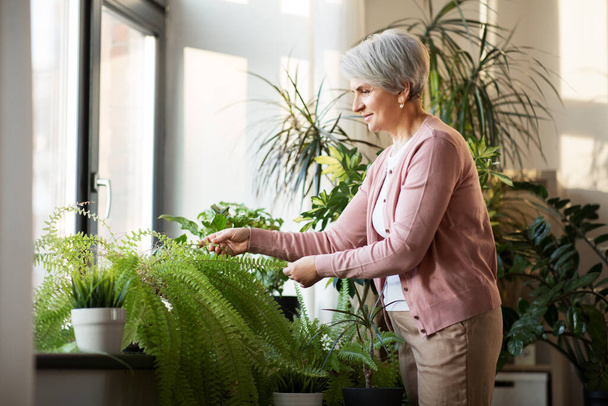 senior woman takes care of houseplant at home - Foto, Imagen