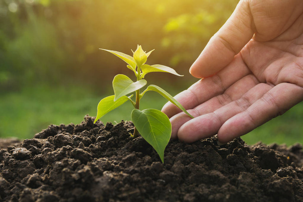 Hand protecting a green young plant with growing in the soil on nature background. - Foto, Bild