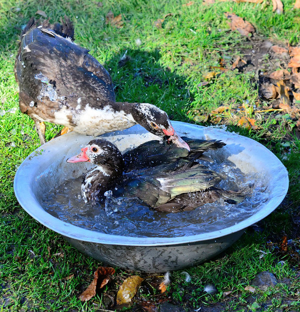 musky duck bathes in a basin in the summer - Photo, Image
