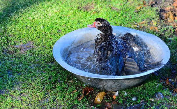 Misk ördeği yazın havuzda yıkanır. - Fotoğraf, Görsel