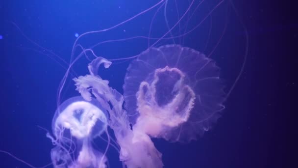 Amakusa jellyfish swimming underwater. Two jellyfish with long tentacles floating. Sanderia malayensis jellyfish. - Footage, Video