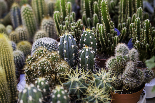 Small desert cactus in an old market, detail of plants in pots - Фото, изображение