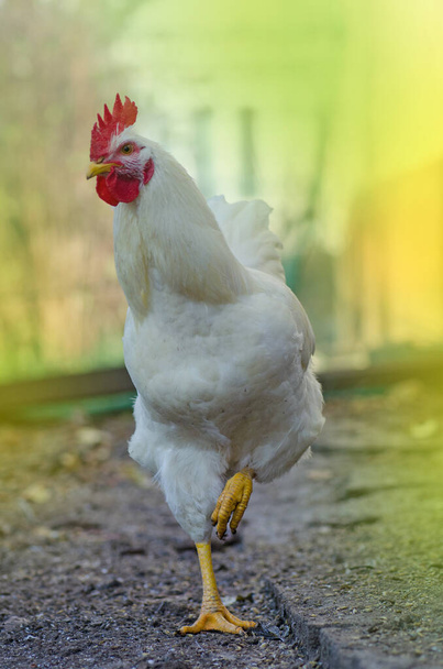 Gama livre de galinhas brancas. galinha posando para câmera no por do sol
 - Foto, Imagem