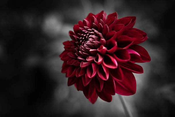 vue rapprochée de la belle floraison dahlia
 - Photo, image