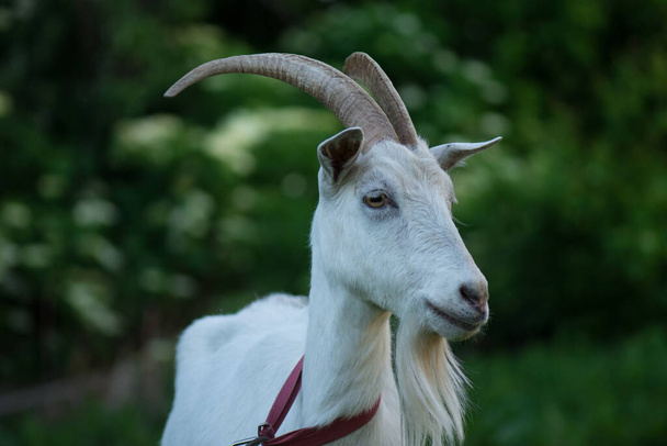 Портрет білої дорослої кози, що гризе на лузі
. - Фото, зображення