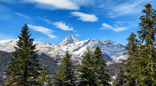 view of fir trees in french pyrenees mountains with Pic du Midi de Bigorre in background - 写真・画像