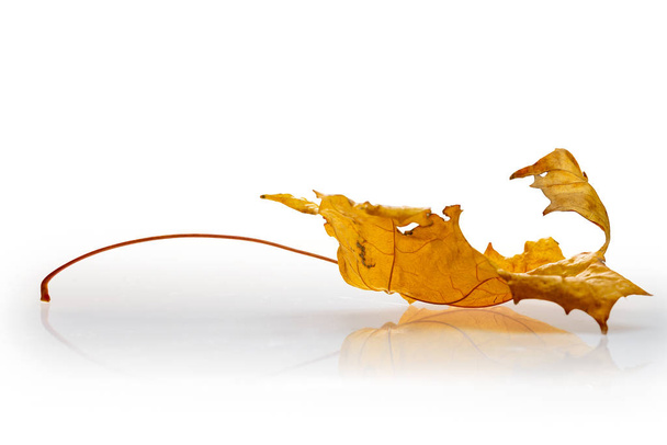 Dry maple leaf on white background - Foto, Imagen