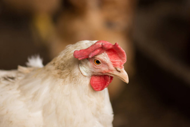 Close up chicken. Portrait of chicken on hen coop - Фото, изображение