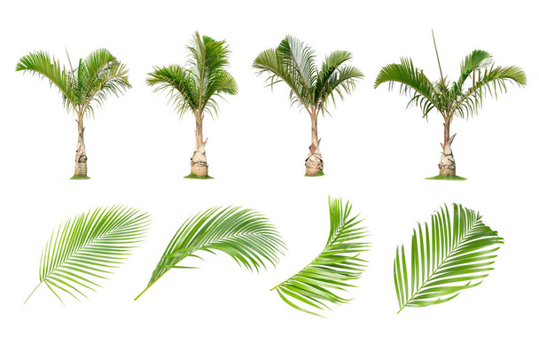 Coconut and palm trees, Palm leaf Isolated tree on white backgro - Photo, Image