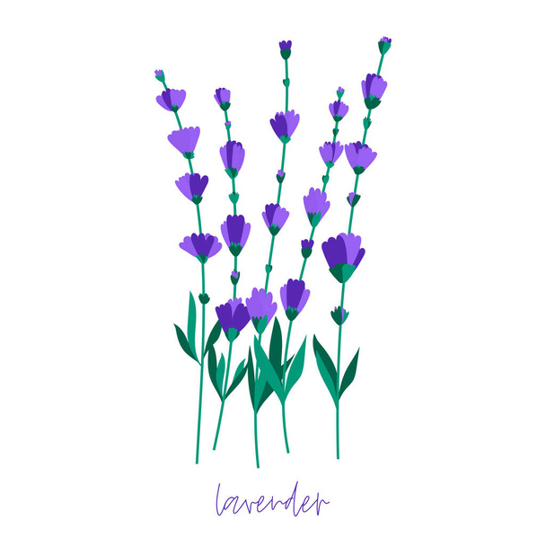 Bunch of lavender flowers on a white background. Romantic wedding invitations. - Vector, Image