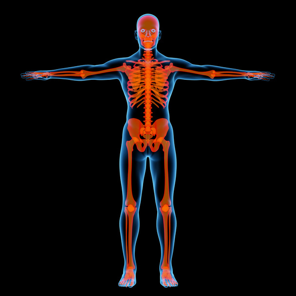 Skelett des Mannes - Vorderansicht - Foto, Bild